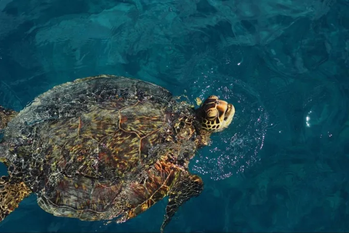 a turtle swimming under water
